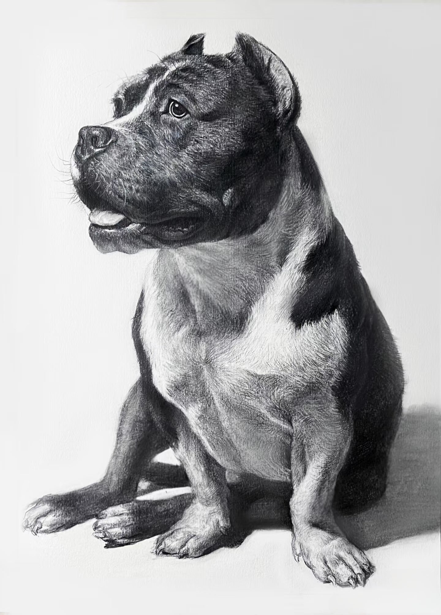 Custom Pet Portrait | Fine Art Pencil Drawing(Medium (15.5" × 11"))