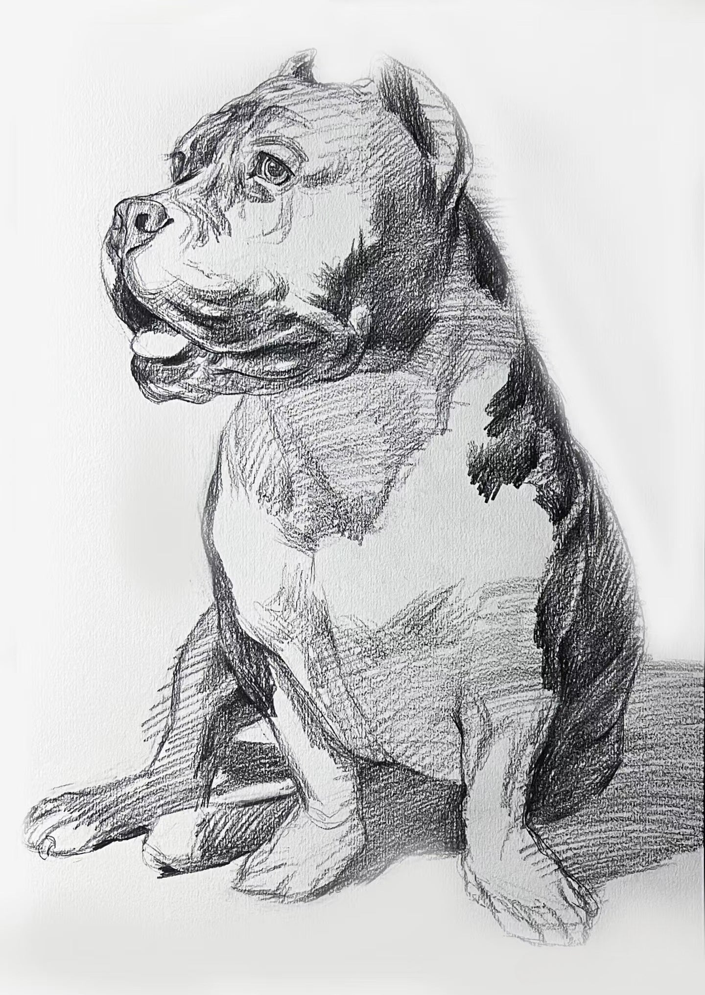 Custom Pet Portrait | Fine Art Pencil Drawing(Medium (15.5" × 11"))