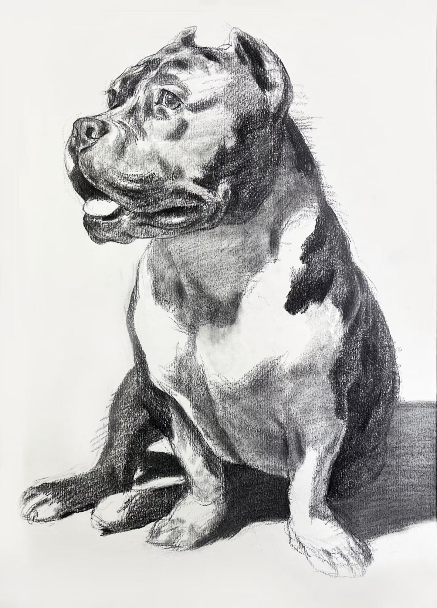 Custom Pet Portrait | Fine Art Pencil Drawing(Medium (15.5" × 11"))