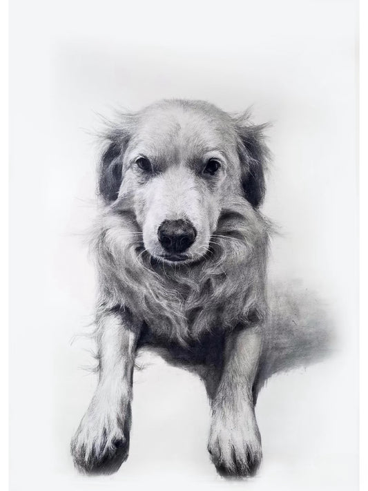 Custom Pet Portrait | Fine Art Pencil Drawing (Large (21.5" × 15.5"))