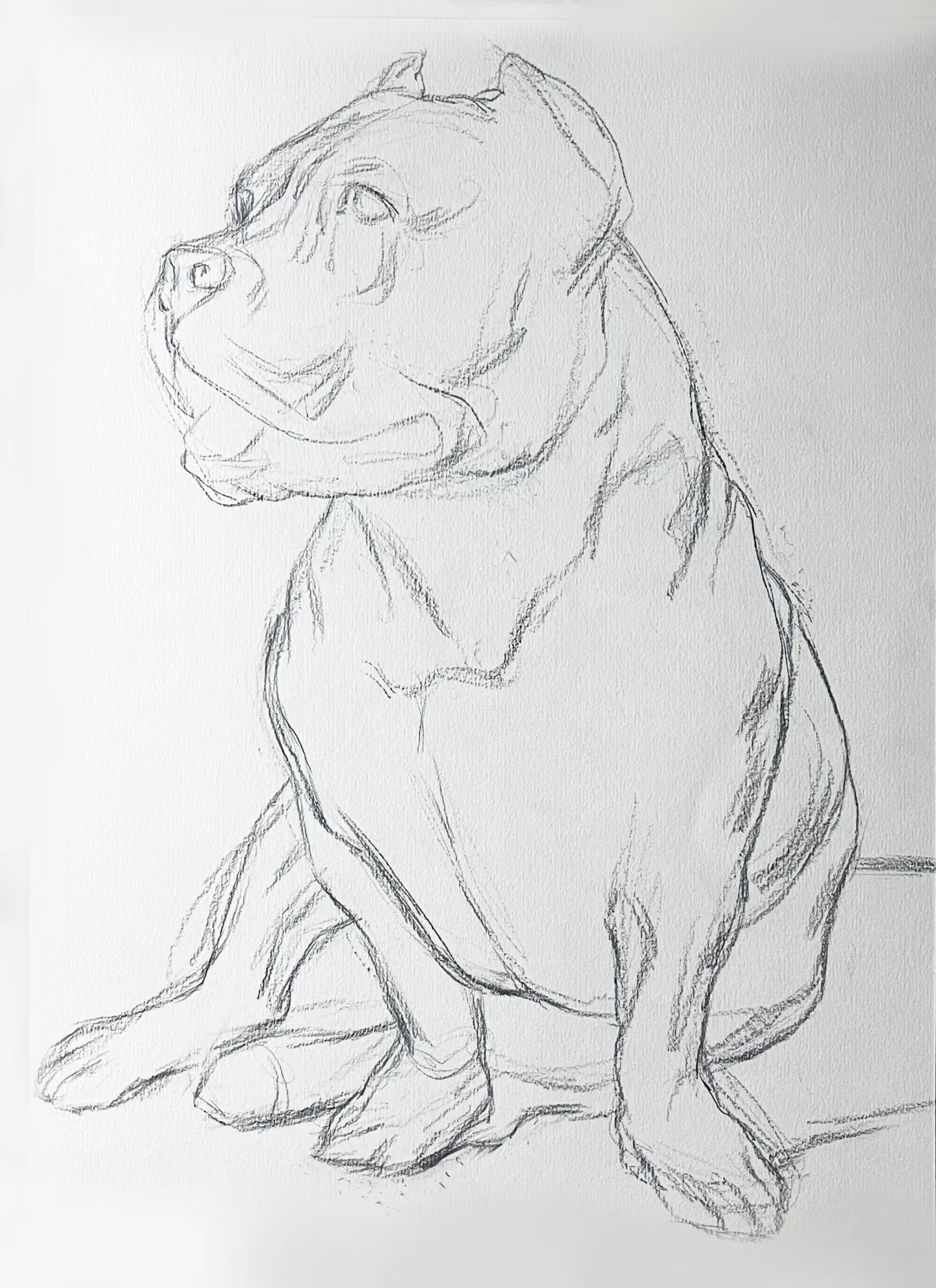 Custom Pet Portrait | Fine Art Pencil Drawing(Medium (15.5" × 11"))